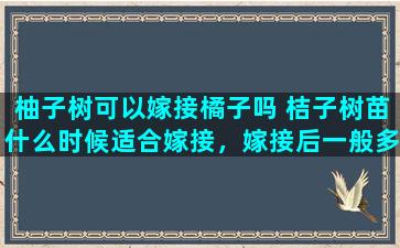 柚子树可以嫁接橘子吗 桔子树苗什么时候适合嫁接，嫁接后一般多久能结果